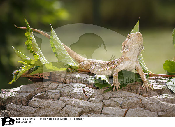 Bartagame / bearded dragon / RR-84048