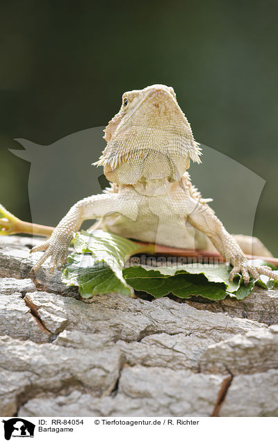 Bartagame / bearded dragon / RR-84054