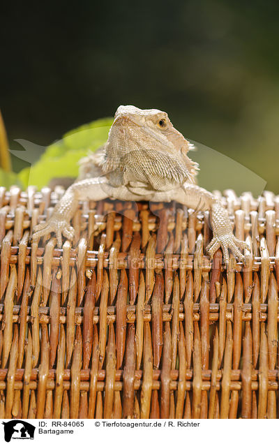 Bartagame / bearded dragon / RR-84065