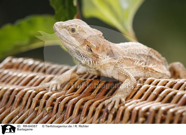 Bartagame / bearded dragon / RR-84067