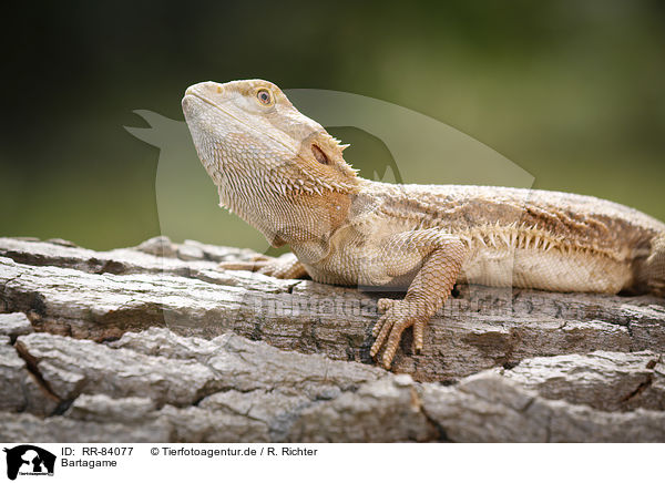 Bartagame / bearded dragon / RR-84077