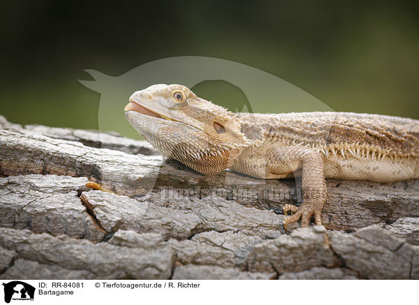 Bartagame / bearded dragon / RR-84081