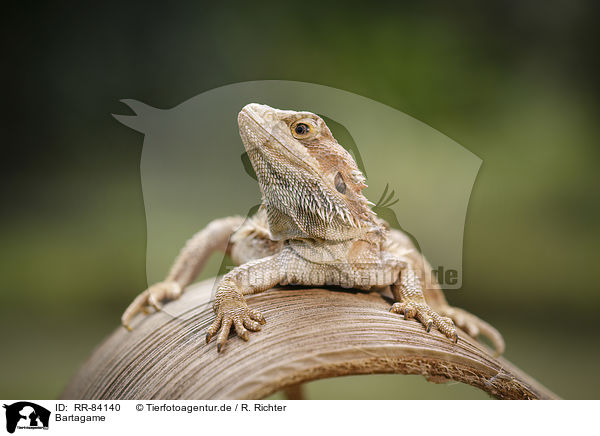 Bartagame / bearded dragon / RR-84140