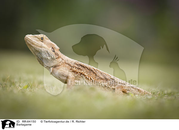 Bartagame / bearded dragon / RR-84150