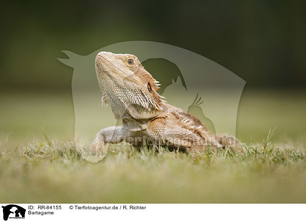 Bartagame / bearded dragon / RR-84155