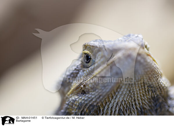 Bartagame / bearded dragon / MAH-01451