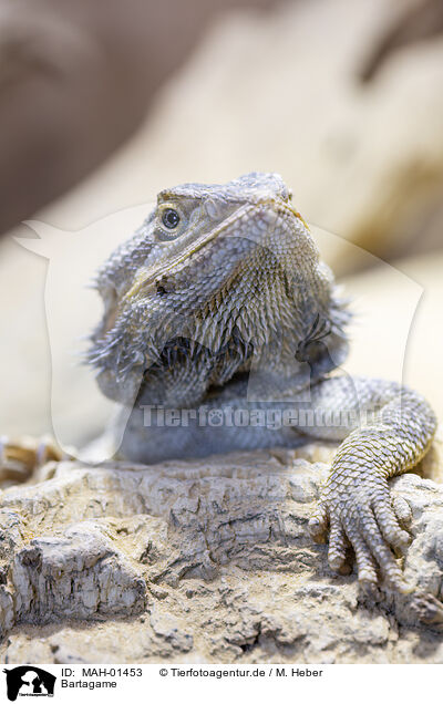 Bartagame / bearded dragon / MAH-01453