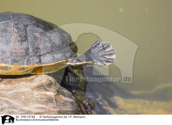 Buchstaben-Schmuckschildkrte / marsh turtle / PW-15184