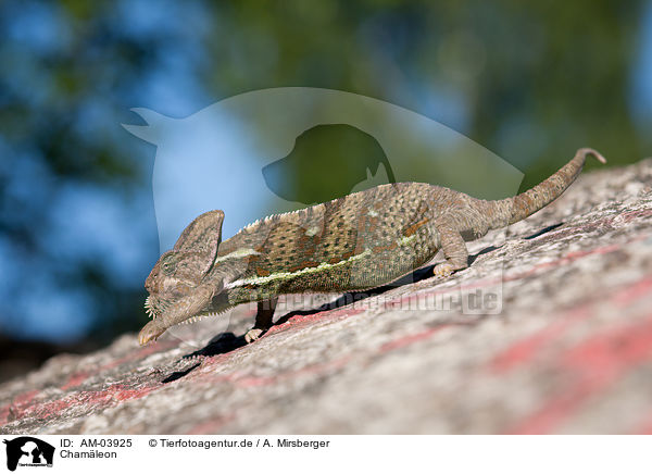 Chamleon / chameleon / AM-03925