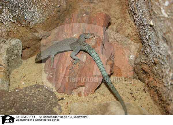 Dalmatinische Spitzkopfeidechse / Sharp-snouted Rock Lizard / BM-01164