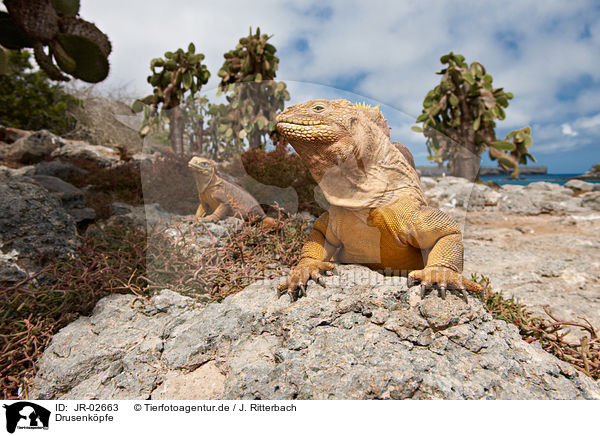 Drusenkpfe / Galapagos land iguanas / JR-02663