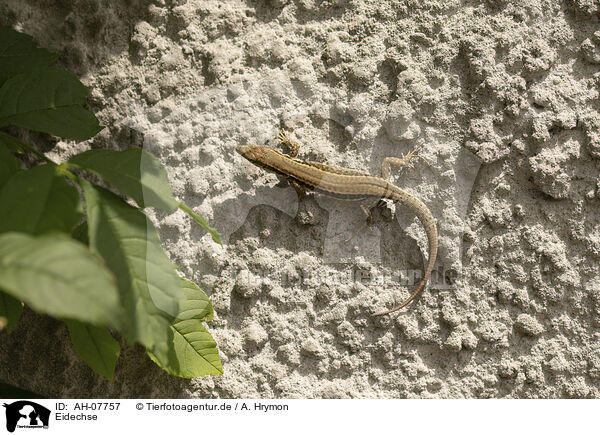 Eidechse / Lizard / AH-07757