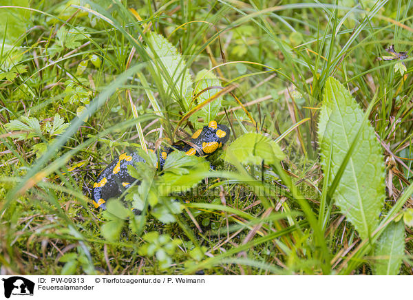 Feuersalamander / fire salamander / PW-09313