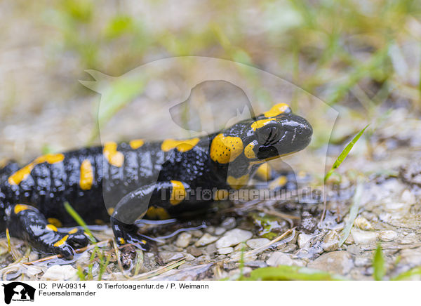 Feuersalamander / fire salamander / PW-09314