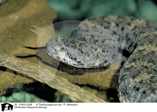 Gefleckte Klapperschlange / rattlesnake / PW-01298
