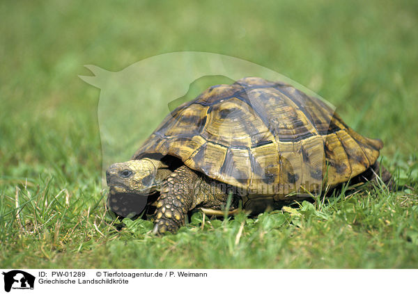 Riesenhörnchen kaufen