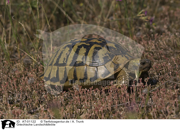 Griechische Landschildkrte / AT-01122