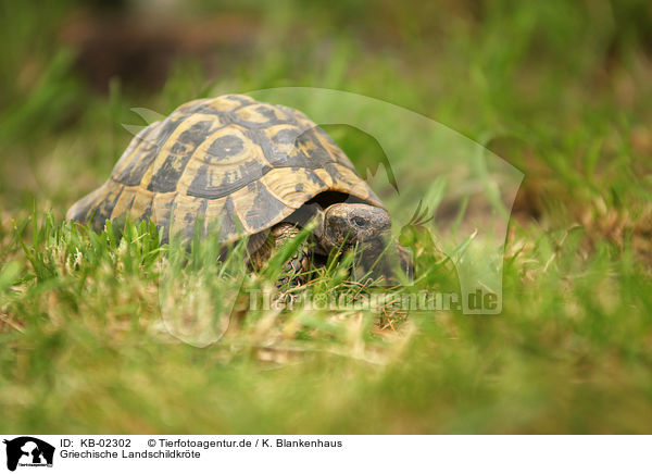 Griechische Landschildkrte / Hermann's tortoise / KB-02302