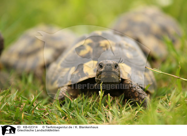 Griechische Landschildkrten / Hermann's tortoises / KB-02314