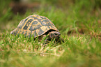 Griechische Landschildkrte