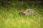 Griechische Landschildkrte