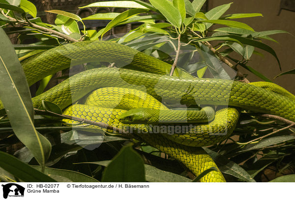 Grne Mamba / Hallowell's green mamba / HB-02077