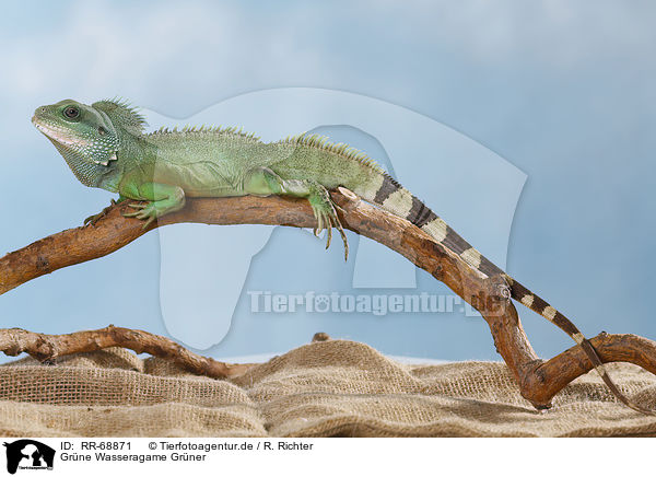 Grne Wasseragame Grner / Asian water dragon / RR-68871