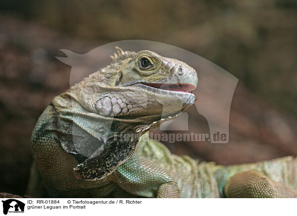grner Leguan im Portrait / Iguana Portrait / RR-01884