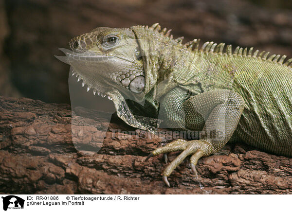 grner Leguan im Portrait / Iguana Portrait / RR-01886