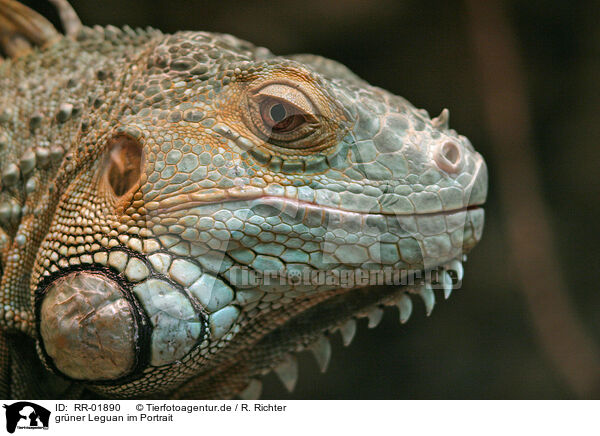 grner Leguan im Portrait / Iguana Portrait / RR-01890
