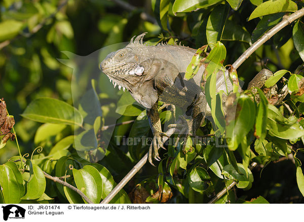 Grner Leguan / green iguana / JR-01474
