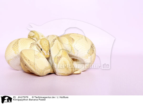 Knigspython Banana Pastel / JH-27976