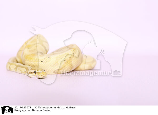 Knigspython Banana Pastel / JH-27978