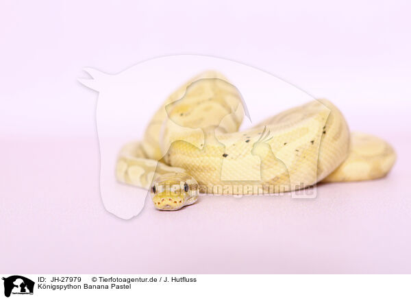Knigspython Banana Pastel / JH-27979