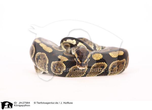 Knigspython / ball python / JH-27984