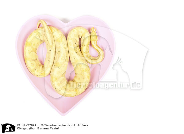 Knigspython Banana Pastel / JH-27994