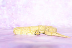 Knigspython Banana Pastel