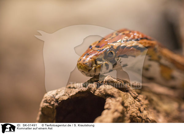 Kornnatter auf einem Ast / Corn Snake on a branch / SK-01491