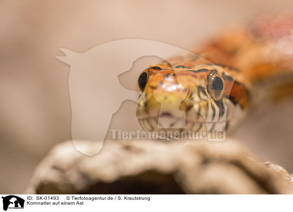 Kornnatter auf einem Ast / Corn Snake on a branch / SK-01493