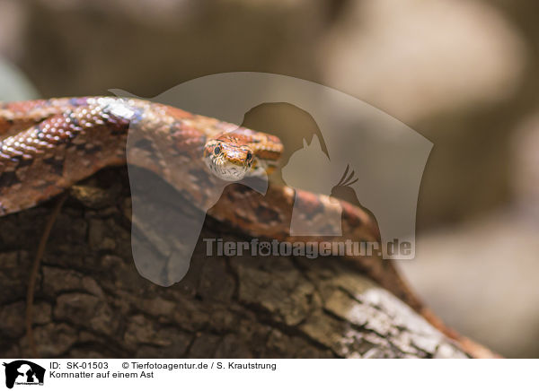 Kornnatter auf einem Ast / Corn Snake on a branch / SK-01503