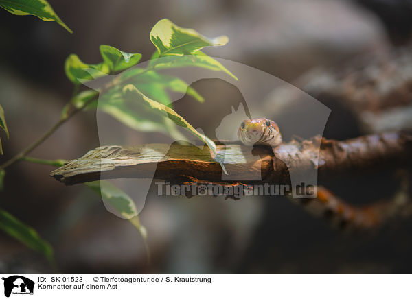Kornnatter auf einem Ast / Corn Snake on a branch / SK-01523