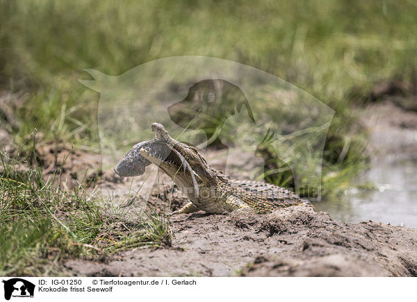 Krokodile frisst Seewolf / Crocodile eats catfish / IG-01250