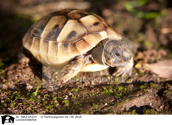 Landschildkrte / tortoise / MAZ-04233