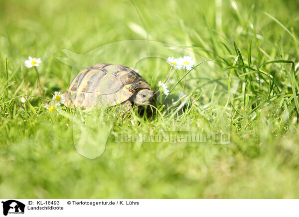 Landschildkrte / KL-16493