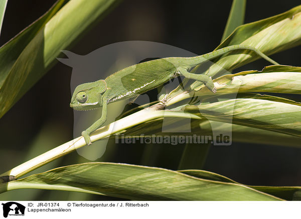 Lappenchamleon / flap-necked chameleon / JR-01374