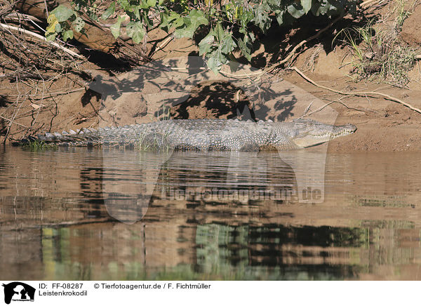 Leistenkrokodil / estuarine crocodile / FF-08287