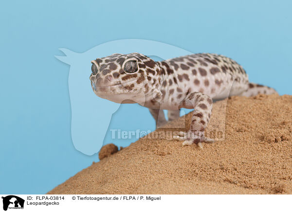 Leopardgecko / Leopard gecko / FLPA-03814