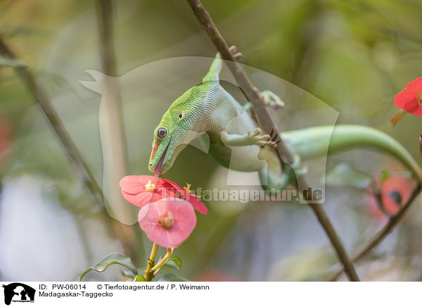 Madagaskar-Taggecko / PW-06014