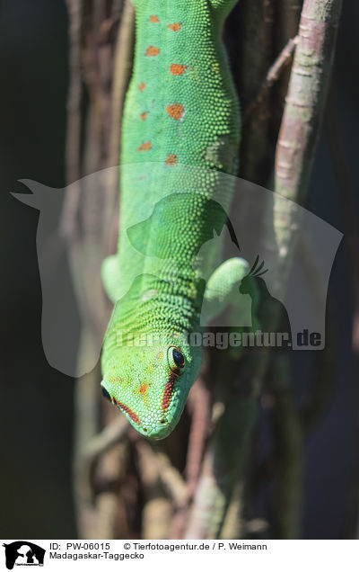 Madagaskar-Taggecko / PW-06015