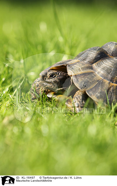 Maurische Landschildkrte / spur-thighed tortoise / KL-16497